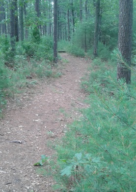 woodland trail above Silver Lake in Kingston