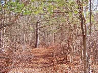 Alternate hiking trail at Silver Lake Sanctuary leads along a meadow like wetland area.