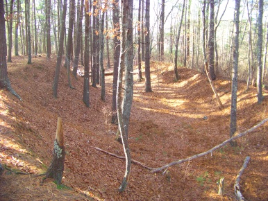 Woodland carved out by glacial activity long ago at Silver Lake Sanctuary.