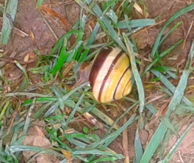 snail in the meadow on turkey hill in Hingham