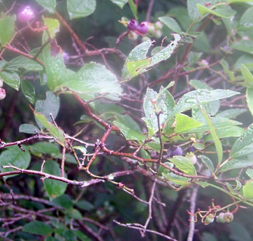 immature blueberries on south river bogs trail