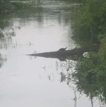 turtle on a bog in the south river