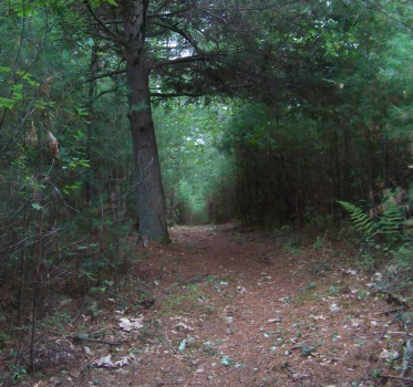 the pine lined return on the salt marsh trail