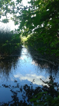 A narrow water canal through the grasses of The North River to Stetson Meadows