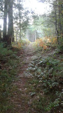 hiking the stetson trail at stetson meadows