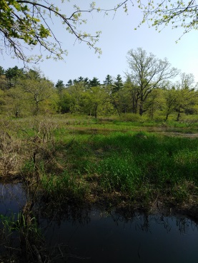 Winnetuxet River and grass lands surrounding