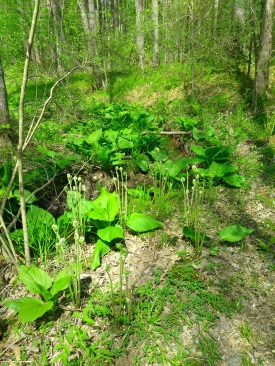 emerging ferns