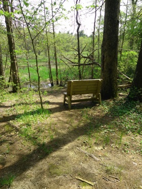 Bench overlooking the Winnetuxet River