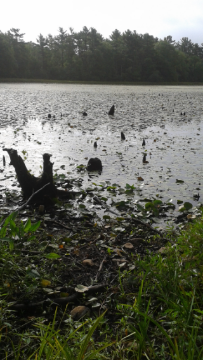 golden reservoir better known as sunken forest in duxbury.