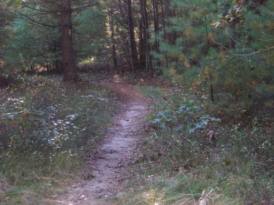 A yellow blazed trail in thaddeus chandler sanctuary