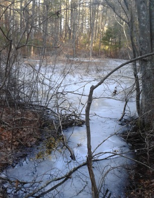 winter vernal pool in thaddeus chandler