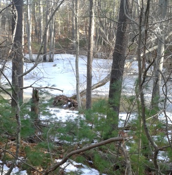frozen woodland pool at thaddeus chandler sanctuary