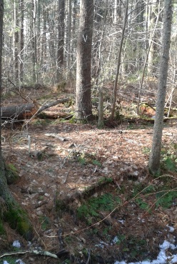 A secondary hiking trail in thaddeus chandler sanctuary