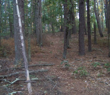 faint uphill hiking trail at thaddeus chandler sanctuary