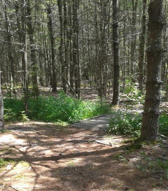 a series of small bridges in thaddeus chandler sanctuary