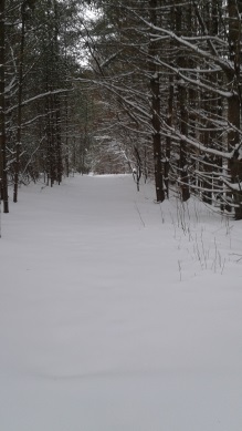 winter in thaddeus chandler sanctuary