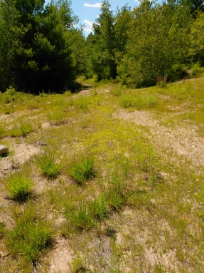 Older trails running out of the sandy pit area on Thompson Pond.