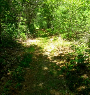 Grassy trail at furthest point of conservation area.
