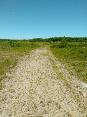 Sandy road alternative hiking trail at Thompson Pond.