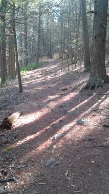 easy to navigate upper ground trail in tucker preserve