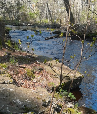 scenic view of Indian Head River