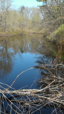 upstream view of Indian Head River
