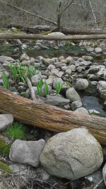 garden like stream