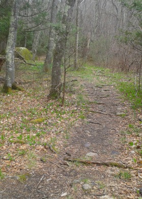 grass lined hiking trail