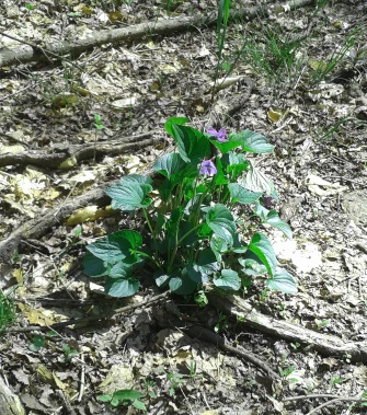 wild violets trailside