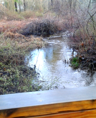 View from one of many bridges at Rockland Town Forest hiking trails.