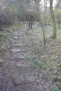 early spring morning in the Rockland Town Forest