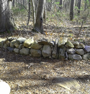 stone wall in rockland town forest