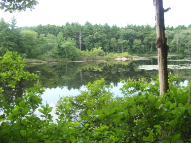 triphammer pond in the summer