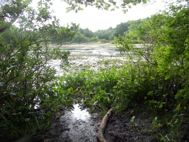 grown in boat launch at triphammer pond