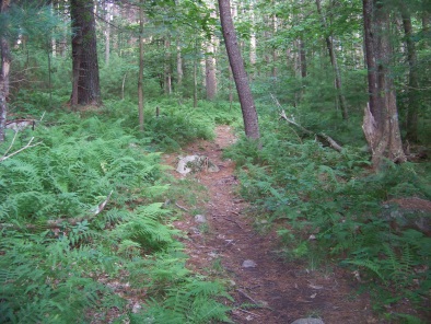 woodsy path around triphammer pond in hingham