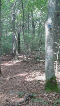 a  blue dot trail in tucker preserve