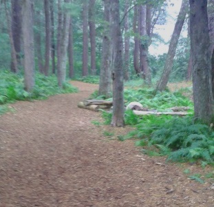 benches with a campfire ring among a field of ferns