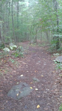 wide easy hiking trail at tucker preserve
