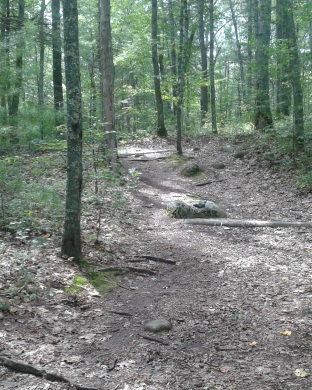 the trail up into the uphill portion of tucker preserve