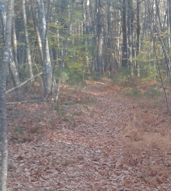 intersection with a small loop trail at tucker preserve