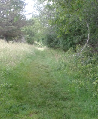 A trail cut through grass on Turkey Hill