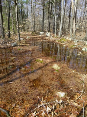 early spring wet twin ponds trail