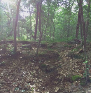 Sunlit climb up onto a rock outcropping on the Twin Ponds Trail in Rockland.