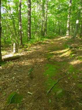 Lush trail as it passes a woodland pond on the Twin Ponds Trail.