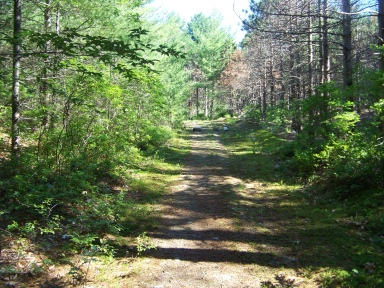 Wide open looking cart path on twin ponds trail.