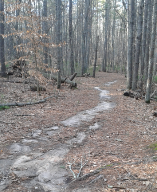 sandy hiking trail leading to Carreira Woods at Two Mile Farm
