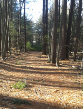 wide easy and marked hiking trail at two mile farm in marshfield