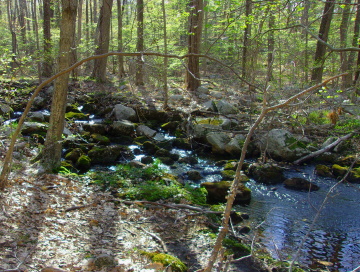 unnamed stream through Bradford Torrey Sanctuary