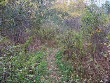 meadow in the fall