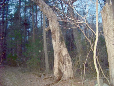 remains of old interesting tree in whiton woods